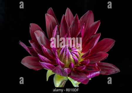 Fine art floral still life flower couleur détaillées image d'un seul rouge-violet fleurs isolées wide open dahlia fleurs sur papier noir Banque D'Images