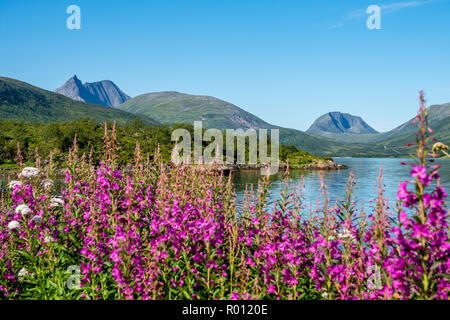 Stønnesbotn fjord, vue sur des fleurs d'Fjordbotn camping de montagne, Senja, Troms, Norvège Banque D'Images