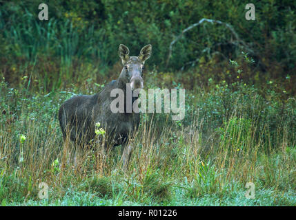 La femelle wapiti dans la matinée est sorti sur une prairie d'épais buissons et regarde droit. La Pologne à l'automne, septembre. A proximité, vue horizontale. Banque D'Images