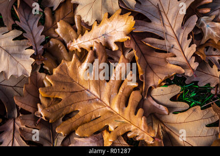 Feuilles de chêne en automne à l'Arboretum Finch, Spokane, Washington, USA Banque D'Images