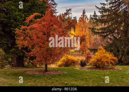 Décor de l'automne à l'Arboretum Finch, Spokane, Washington, USA Banque D'Images