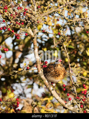 Un f) Fieldfare (Turdus festoyer sur les baies d'aubépine rouge, Warwickshire Banque D'Images