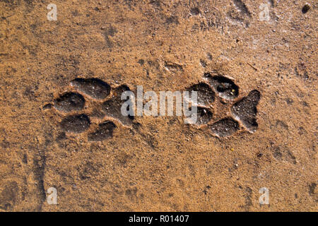 Paw print / pattes empreintes laissées en béton humide - qui a séché et mis dur - d'animaux ou des animaux sauvages qui marchait dans le ciment pour devenir un rappel permanent. (103) Banque D'Images