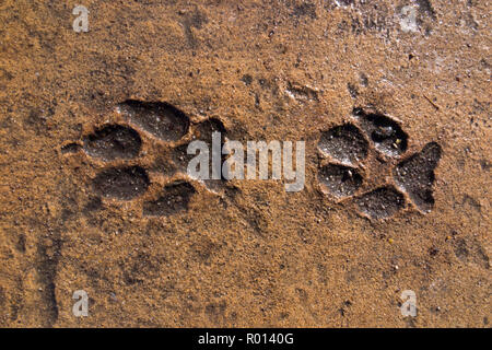 Paw print / pattes empreintes laissées en béton humide - qui a séché et mis dur - d'animaux ou des animaux sauvages qui marchait dans le ciment pour devenir un rappel permanent. (103) Banque D'Images