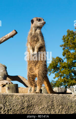 Un seul Meerkat en patrouille et montré contre le ciel bleu sur une journée ensoleillée au parc safari de Longleat, Wiltshire, Angleterre, Royaume-Uni (103) Banque D'Images