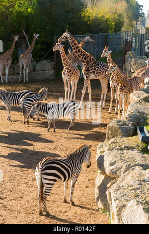 Les zèbres et les girafes dans leur réserve / enclos au Parc Safari de Longleat, Wiltshire, Angleterre, Royaume-Uni. Le temps est ensoleillé sun / / / ciel bleu ciel (103) Banque D'Images