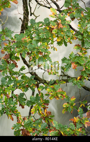 Feuilles de chêne d'automne dans la région de Eskdale, Lake District, UK Banque D'Images