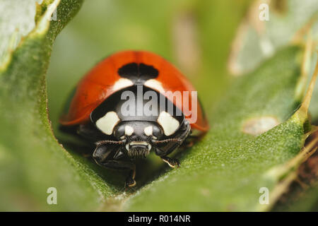 Vue frontale de 7-spot Coccinelle (Coccinella septempunctata) au repos à l'intérieur en feuille. Tipperary, Irlande Banque D'Images