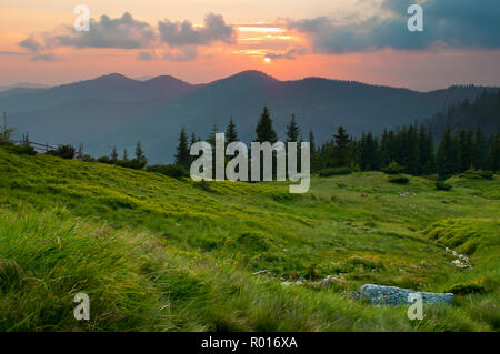 Srpuce et pins sur une pente verdoyante contre sommets de montagne couverte de plusieurs nuages à coucher du soleil. Chaude soirée d'été. Gamme Marmarosh, Carpath Banque D'Images