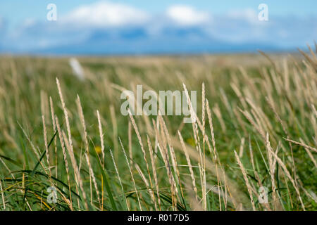 Résumé selective focus photo d'herbes et de roseaux sur le parc national de Katmai en Alaska. Utile pour les fonds Banque D'Images