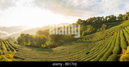 Paysage magnifique vue panoramique de 101 jours dans des plantations de thé sur fond de ciel bleu , attraction touristique à Doi Mae Salong Mae Fah Luang Chia Banque D'Images