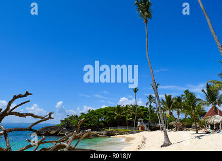 Plage avec beaucoup de palmiers, plage de sable en face de l'océan, plage de Cayo Levantado, parti Banque D'Images