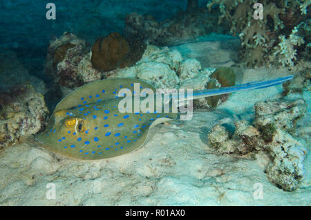 Blue spotted Stingray ou Bluespotted ribbontail Taeniura lymma, ray, sur des fonds marins, Red Sea, Egypt Banque D'Images