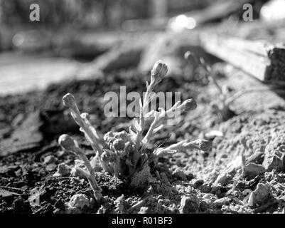 Petite plante mère-et-belle-mère au printemps, Zone industrielle Banque D'Images