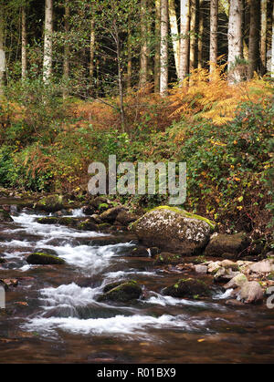 Rivière Burncourt en automne à Glengarra, Woods, Cahir Banque D'Images