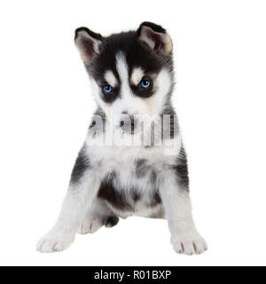 Chiot Husky Sibérien sur un arrière-plan uni, blanc, noir et blanc chien avec les yeux bleus. Banque D'Images