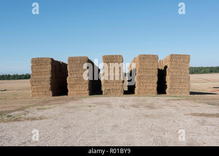 La récolte de foin de l'été dans le sud de l'Ontario. Les balles de foin carrés superposés attendent d'être prises pour la ferme. Banque D'Images