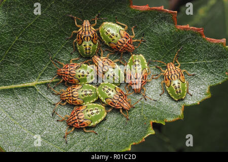 Groupe de parents Bug dernier stade nymphes (Elasmucha grisea) nichés sur des feuilles de bouleau. Tipperary, Irlande Banque D'Images