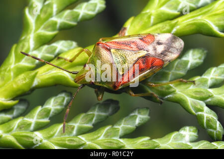 Cyphostethus tristriatus Shieldbug (Juniper) reposant sur Lawson cypress tree. Tipperary, Irlande Banque D'Images