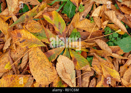 Les feuilles d'automne, à l'effritement, Preston, Lancashire. Banque D'Images