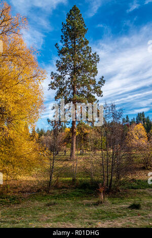 Décor de l'automne à l'Arboretum Finch, Spokane, Washington, USA Banque D'Images