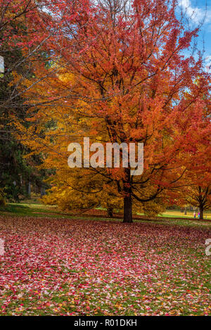 Décor de l'automne à l'Arboretum Finch, Spokane, Washington, USA Banque D'Images