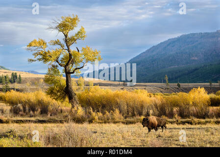 Le bison et le peuplier de l'arbre dans Lamar Valley, le Parc National de Yellowstone. Banque D'Images