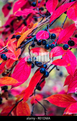 Décor de l'automne à l'Arboretum Finch, Spokane, Washington, USA Banque D'Images