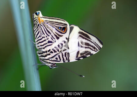 Mosaïque (papillon Zebra Colobura dirce) ; Université de Copenhague Jardin Botanique, Danemark Banque D'Images