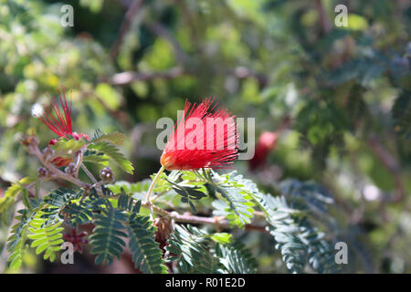 Close up d'un rameau en fleurs d'une fée Baja Duster, Calliandra californica, avec une fourmi rampant sur la fleur, dans le désert de l'Arizona, USA Banque D'Images