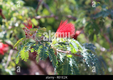 Close up d'un rameau en fleurs d'une fée Baja Duster, Calliandra californica, avec une fourmi rampant sur la fleur, dans le désert de l'Arizona, USA Banque D'Images