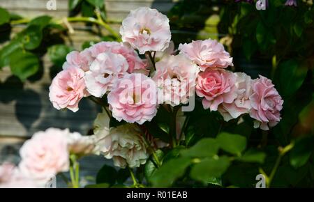 James Galway Anglais rosier grimpant Banque D'Images