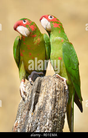 Deux perruches, assemblé à onglet ou Aratinga mitrata Psittacara mitratus, sur la photographie à bois Banque D'Images