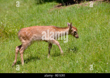 Fawn (Dama dama) marche dans la grande herbe Banque D'Images