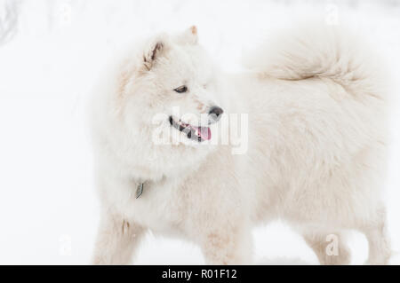 Heureux Siberian husky samoyède walking in park sur froide journée d'hiver Banque D'Images