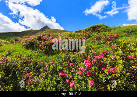 La floraison des rhododendrons. Malatrà Valley, Val Ferret, Courmayeur, vallée d'aoste, Italie, Europe Banque D'Images