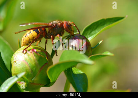 Libre'hornet (Vespa crabro) bourgeon de fleur de pivoine vu de profil Banque D'Images