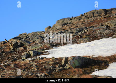 Ptarmigan/huppée sur un éperon et la montagne enneigée au printemps Banque D'Images