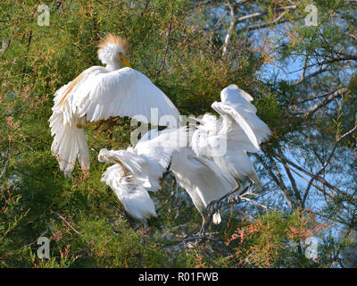 Héron garde-boeufs (Bubulcus ibis) en vol et des aigrettes garzettes (Egretta garzetta) dans l'arbre, dans la Camargue est une région naturelle située au sud d'Arles, Franc Banque D'Images