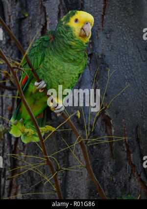 Amazone à tête jaune (Amazona ochrocephala), population à Cannstatt, Stuttgart, Bade-Wurtemberg, Allemagne Banque D'Images