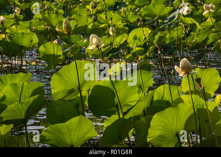 Lotus (Nelumbo lutea), Michigan, USA, par Bruce Montagne/Dembinsky Assoc Photo Banque D'Images