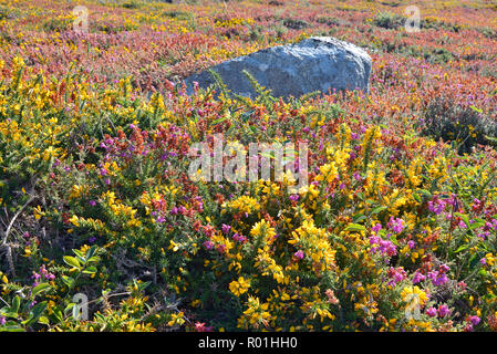 Les plantes et les fleurs dans les dunes de la Pointe du milier qui dépend de la commune Beuzec Cap Sizun dans le Finistère en France Banque D'Images