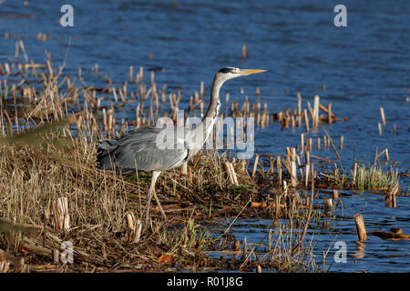 Un héron cendré sur le bord de la rivière dans les roselières. Banque D'Images