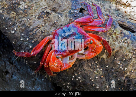 Crabe de mangrove trouvés à Wynnum, Brisbane Australie Banque D'Images