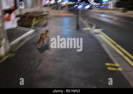 Weston Super Mare, Royaume-Uni. 31 octobre, 2018. Le dernier soir d'octobre 2018 Halloween ,les rues de célèbre Weston Super Mare sont vides de voitures et de personnes d'une famille fox est vu en travers de la route de la jetée. Crédit : Robert Timoney/Alamy Live News Banque D'Images