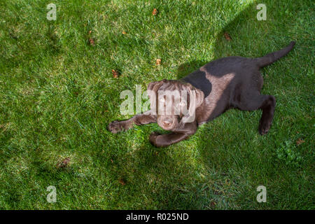 Adorable Chiot Lab Chocalate, avec expression mignon, à la recherche jusqu'à l'appareil photo, à l'extérieur sur l'herbe verte. Banque D'Images