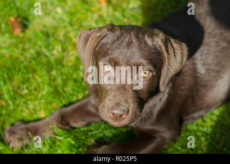 Adorable Chiot Lab Chocalate, jusqu'à avec expression mignon, à huis clos, à l'extérieur. Banque D'Images