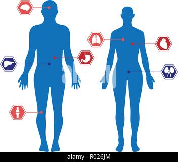 Corps humain des silhouettes d'un homme et d'une femme et d'organes Illustration de Vecteur