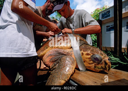 Des installations de réhabilitation des tortues de mer les tortues blessées à retourner en toute sécurité à l'océan . Elles soulèvent aussi de sensibiliser davantage le public en donnant des tours et société