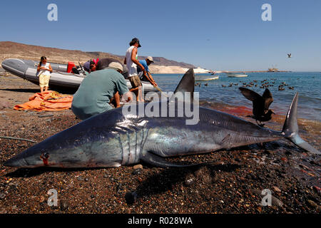 La pêche au requin, requin mako, Isurus oxyrinchus, Mer de Cortez, Mexique Banque D'Images